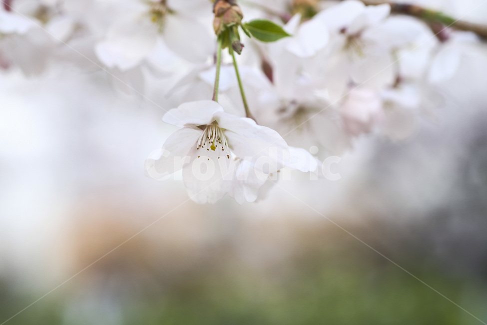 벚꽃,봄,봄꽃,계절,자연,꽃놀이,배경,봄,계절,spring,season,plant,식물