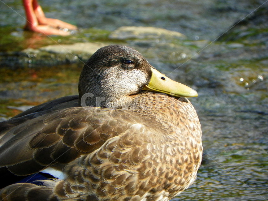 오리,조류,동물,부리,날개,깃털,duck,눈,eye,청둥오리,오리눈