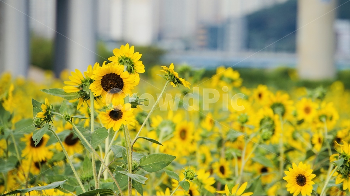 해바라기,꽃,식물,플라워,늦여름,sunflower,flower,자연,풍경,nature,landscape,식물,plants,꽃,flower,plant,blossom