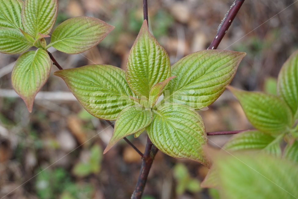 leaf,잎,plant,식물,spring