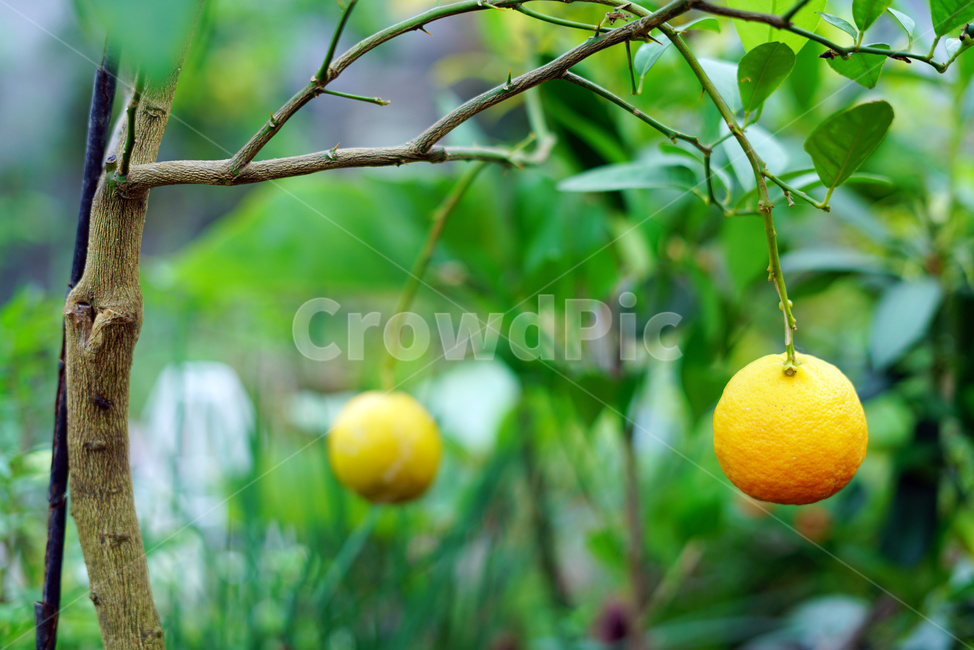 한라봉,한라봉재배,한라봉농사,과일,농작물,과일,열매,fruit