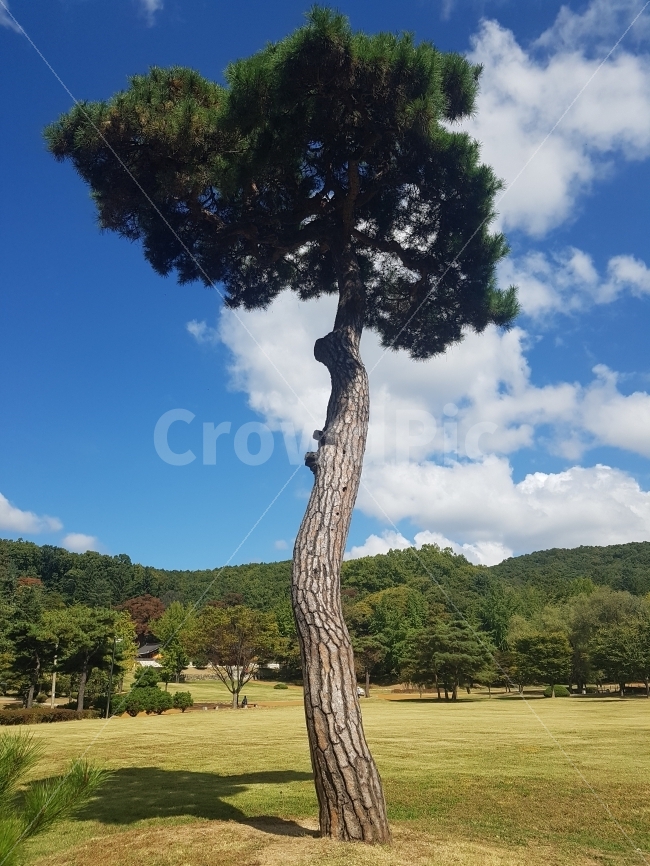 소나무,가을하늘,하늘,나무,산,신사임당,이이,파주,식물,자연,plants,nature,나무,trees,wood