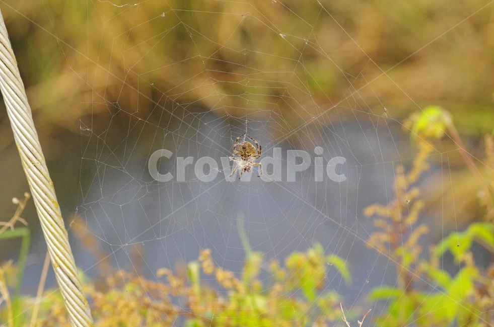 거미,거미줄,곤충,동물,풀잎,spider,web,insect,animal감성,자연,계절,접사,매크로,클로즈업,확대,가을곤충,여름곤충,여름,가을