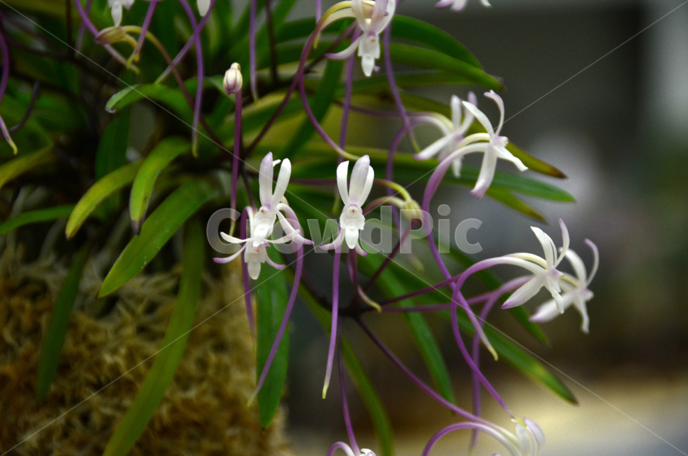 풍란,風蘭,난초,야생란,꽃,식물,자연,plants,nature,꽃,flower