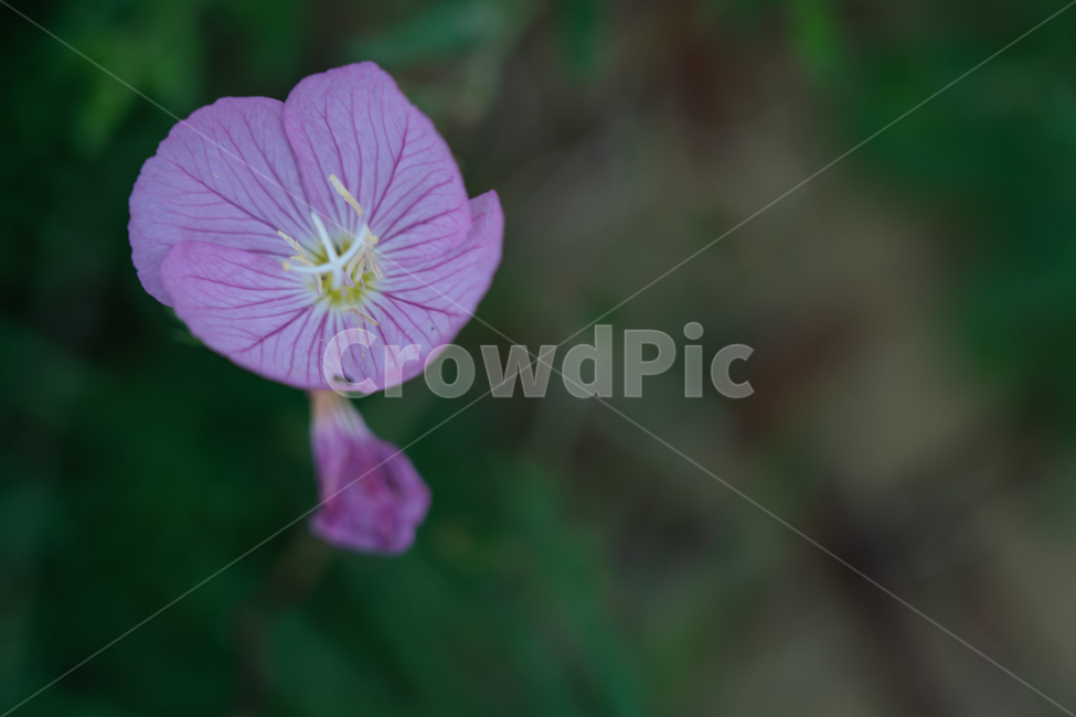 꽃,flower,식물,botanical,nature