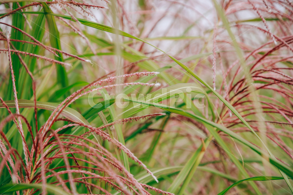 갈대,가을,식물,자연,초록,억새,가을,계절,fall,autumn,season,식물,자연,plants,nature,grass,잔디,plant,lawn