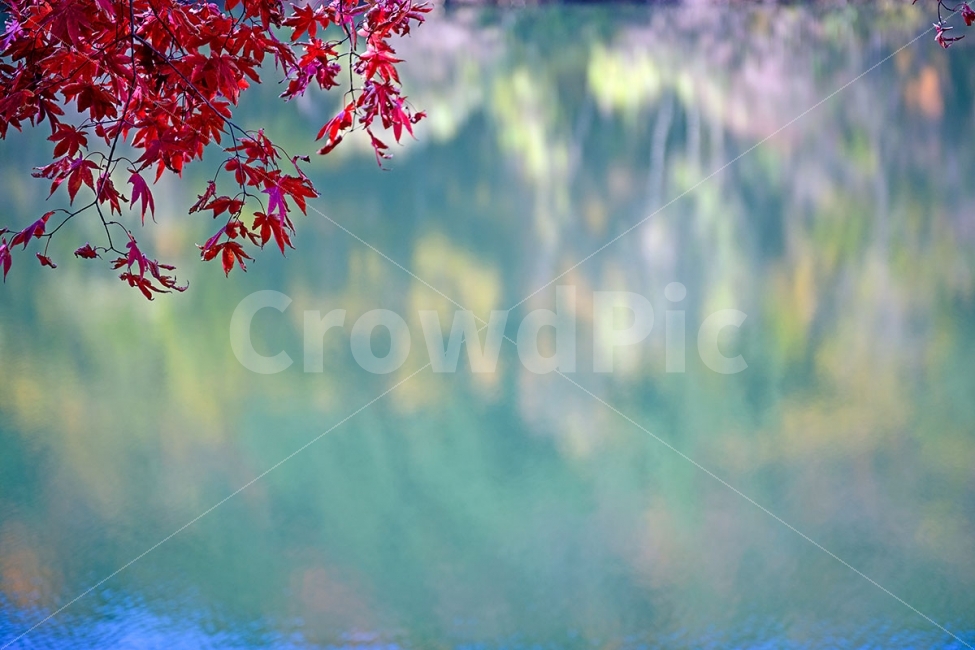 풍경,가을,저수지,반영,단풍잎,가을,계절,fall,autumn,season,식물,자연,plants,nature,plant,leaf,잎