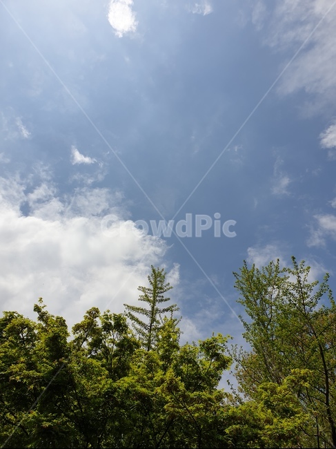 하늘,구름,봄,날씨,예쁜,자연,풍경,nature,landscape,tree,나무,plant,식물,fir,전나무