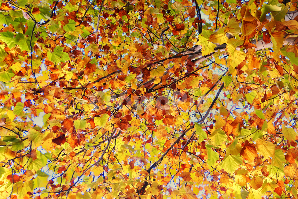 가을,단풍,편안함,계절,노랑,가을,계절,fall,autumn,season,식물,자연,plants,nature,plant,leaf,잎,tree,나무,maple