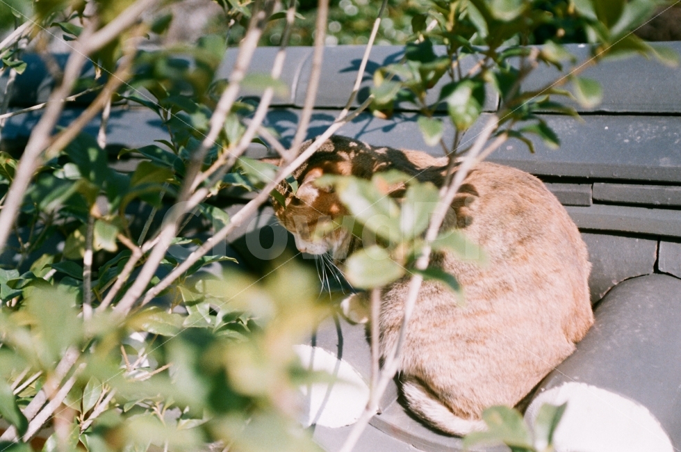 필름,필카,고양이,감성,나른함,동물,animal,포유류,mammal,고양이,cat,kitten,kitty,감성,sensible,feeling