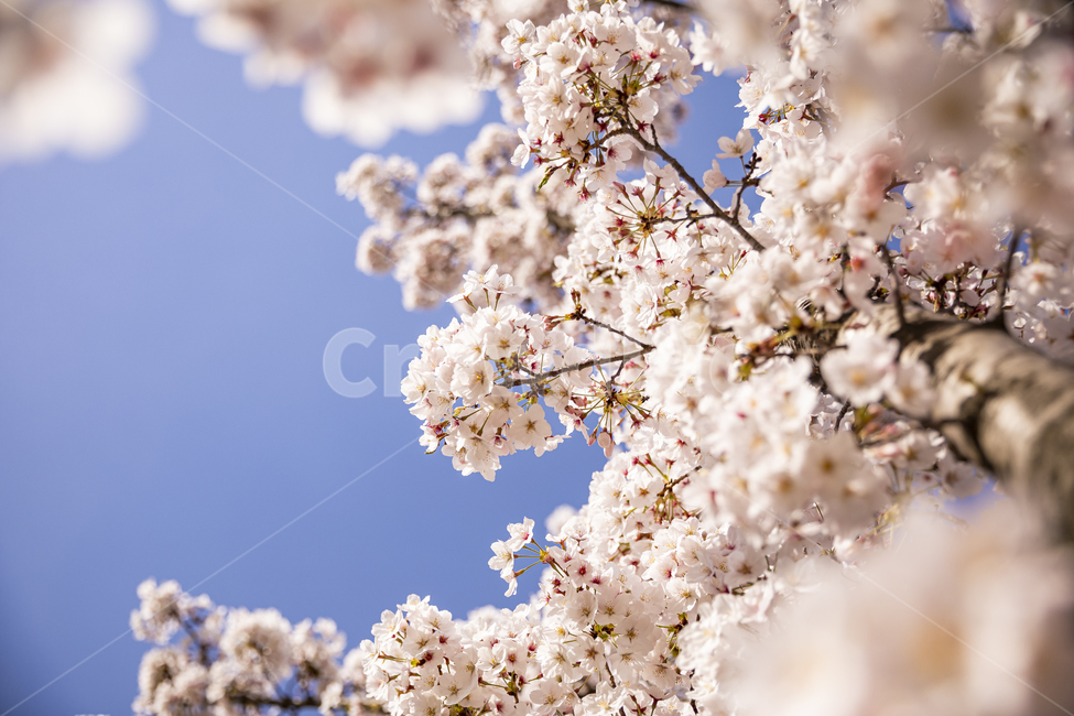 plant,식물,blossom,꽃,flower,벚꽃,봄,봄꽃,자연,나무,하늘