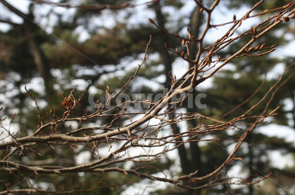 plant,식물,tree,나무,나뭇잎,낙엽,나뭇가지,앙상한,branch