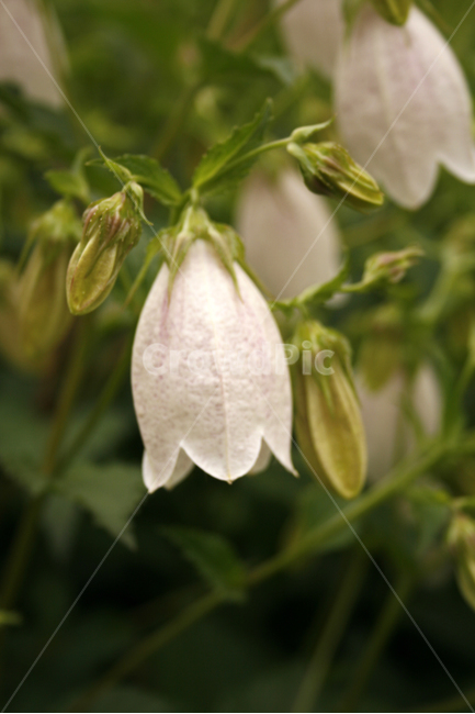 초롱꽃,식물,flower,plants,nature,꽃,꽃봉오리,꽃밭,식물,자연,plants,nature,꽃,flower