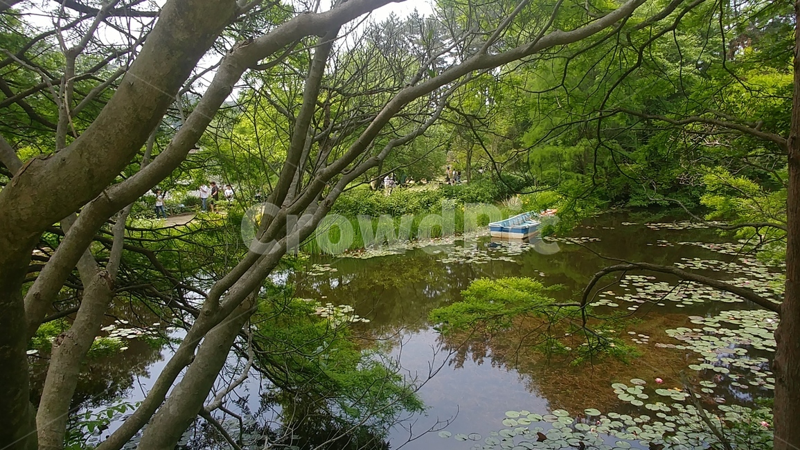 자연,풍경,감성사진,나무,숲,공원