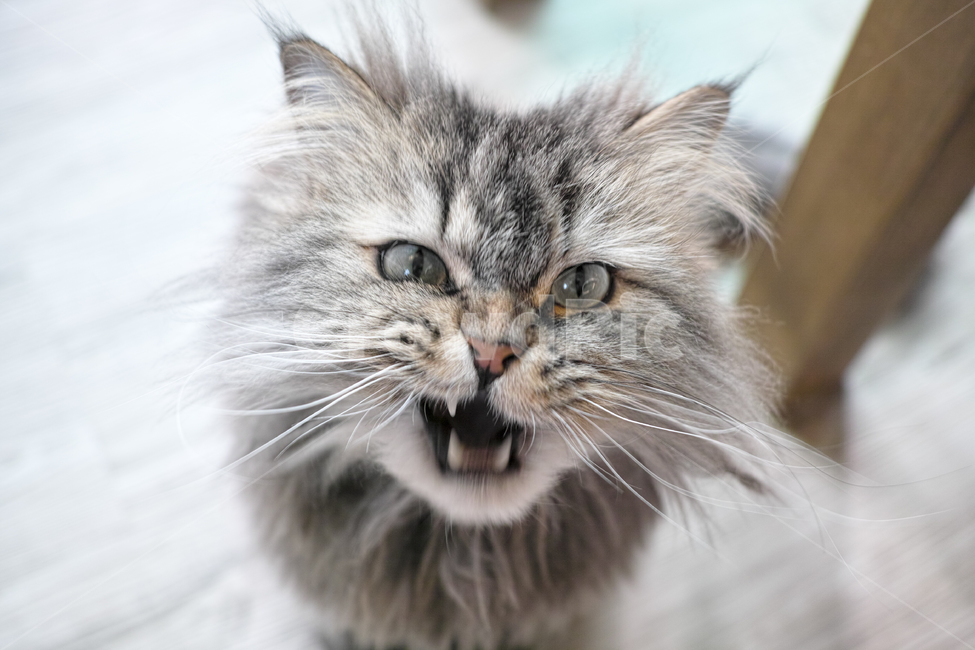 고양이,동물,애완동물,cat,animal,동물,animal,포유류,mammal,고양이,cat,kitten,kitty,감정표현,기분,feeling,emotion