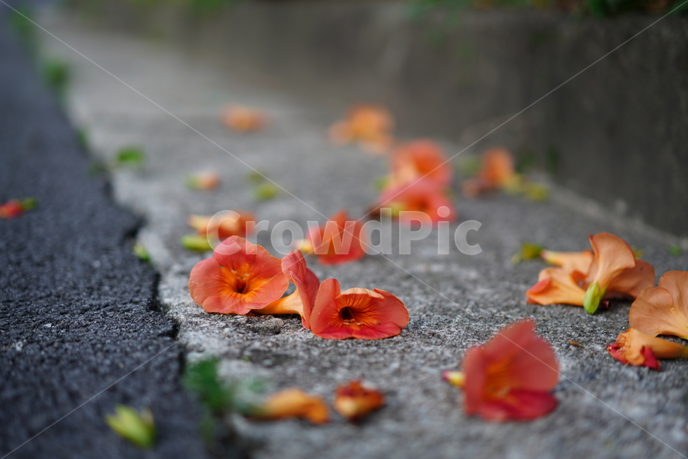 능소화,꽃,플라워,색감,주황,식물,생물,생명,flower,컬러,식물,자연,plants,nature,꽃,flower