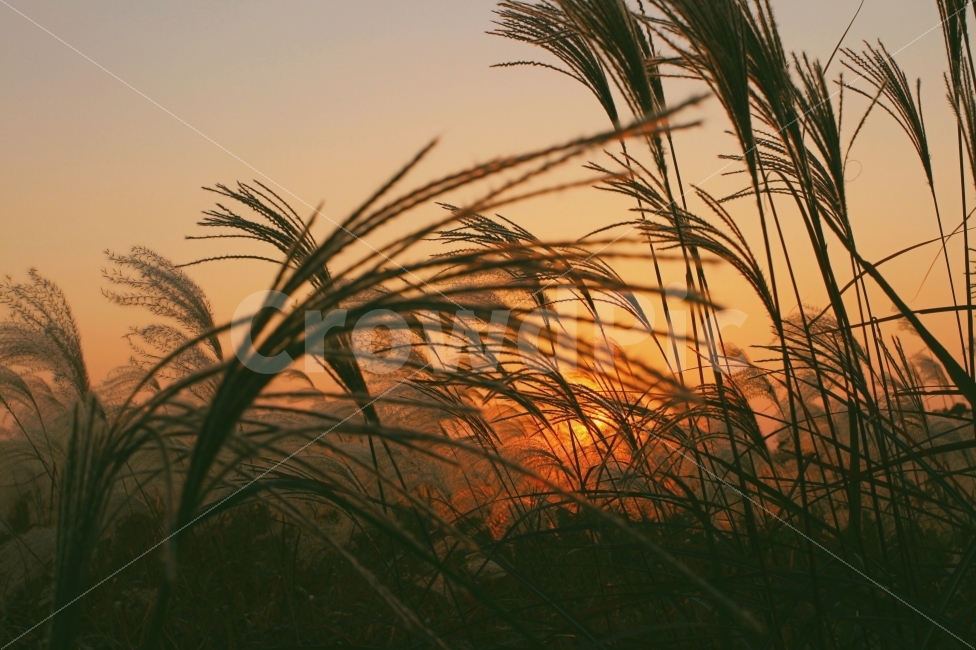 가을,갈대,감성,빈티지,노을,가을,계절,fall,autumn,season,식물,자연,plants,nature,감성,sensible,feeling,grass,잔디,plant,lawn,reed