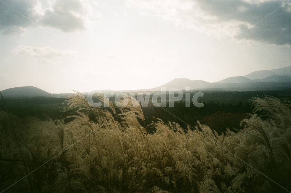 제주오름,산굼부리,억새,들판,산책로,황금빛,하늘,필름사진,자연,풍경,nature,landscape,grass,잔디,plant,식물,lawn,reed,갈대