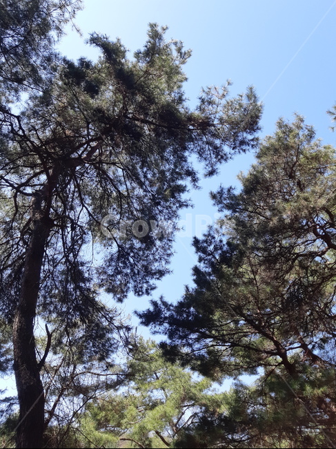 소나무,하늘,트레킹,자연,산,바람,솔,여유,나무,봄,자연,풍경,nature,landscape,tree,plant,식물,fir,전나무