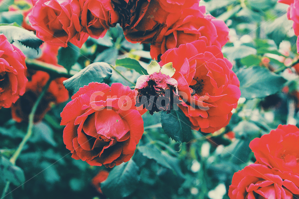 장미,꽃,식물,자연,빨강,초록,식물,자연,plants,nature,꽃,flower