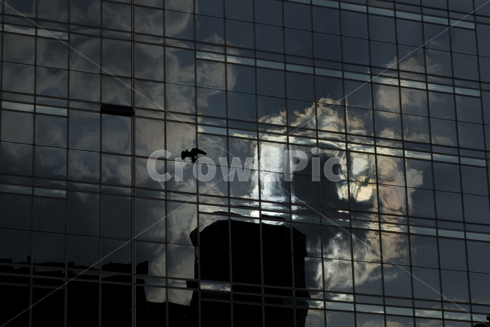 도시,city,건물,비둘기,실루엣,silhouette
