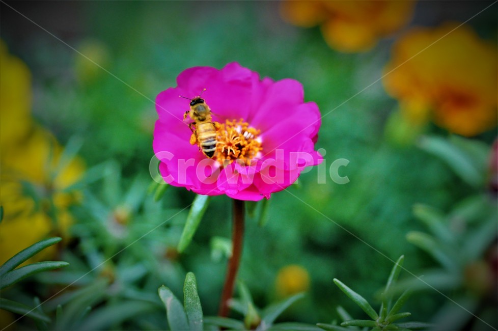 벌,꽃,조화,접사,자연,양봉,꿀,제주도,제주시,식물,자연,plants,nature,꽃,flower,동물,animal,곤충,벌레,insect,bug