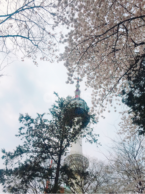 남산,남산길,벚꽃,벚꽃놀이,벚꽃길,봄,계절,spring,season,랜드마크,landmark,tourist attraction,한국랜드마크,한국관광지,한국명소,korea landmark,korea tourist attraction,tree,나무,plant,식물