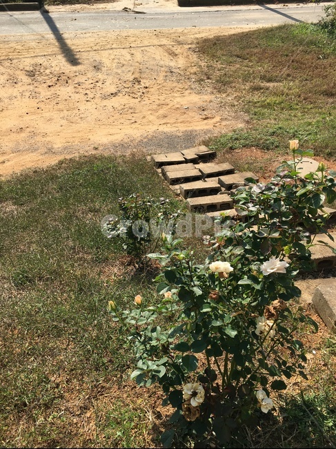 ground,바닥,계단,벽돌,장미,백장미,야외,정원,옥외,마당