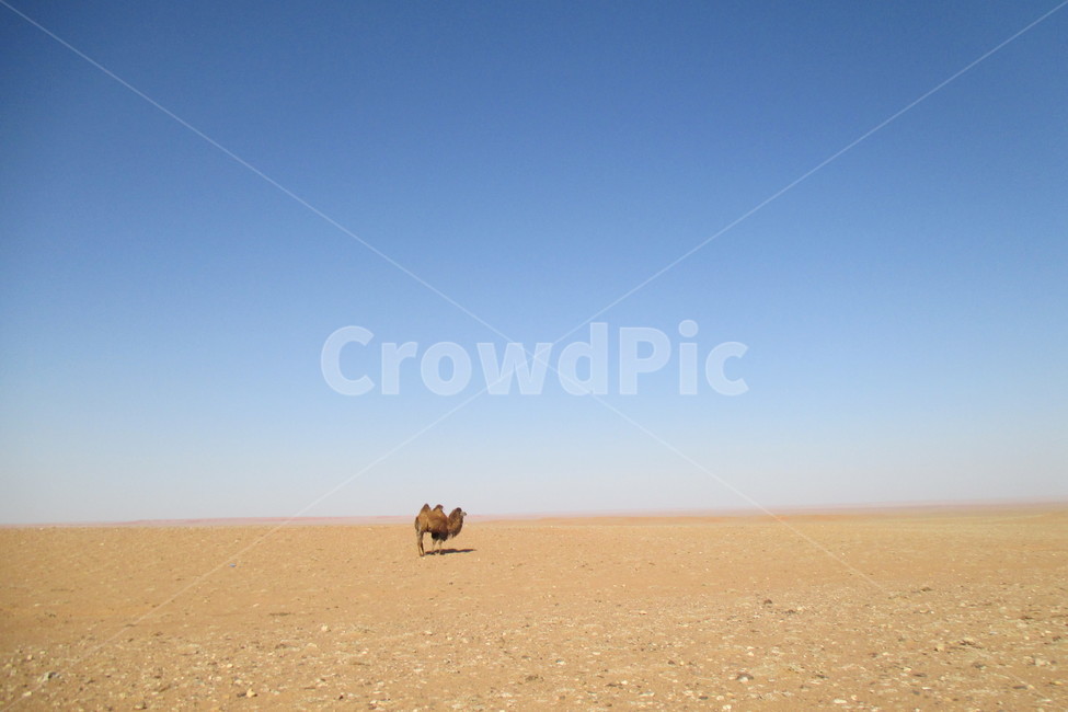 몽골,사막,낙타,한마리,고비사막,낙타한마리,외로움,자연,흙,desert,soil,덩그러니