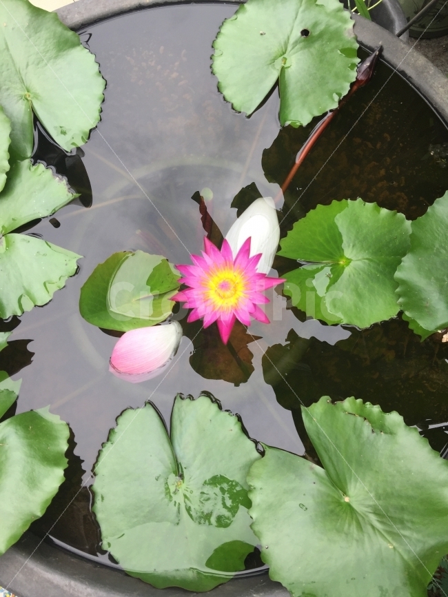 연꽃,꽃,자연,생화,연잎,식물,자연,plants,nature,꽃,flower