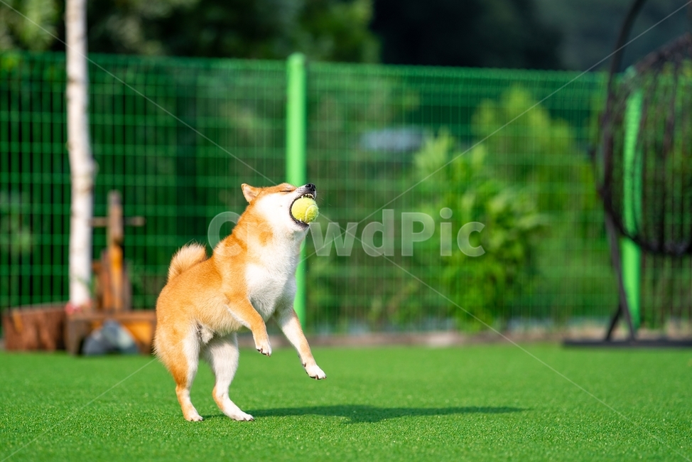 pet,송곳니,동물,dog,개,포유류,시바,시바이누,시바견,적시바,동물,animal,포유류,mammal,개,강아지,dog,doggy