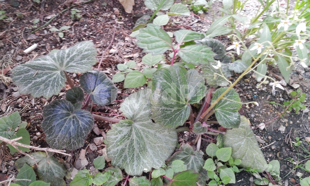 바위취,바위,위취,흰색꽃,꽃