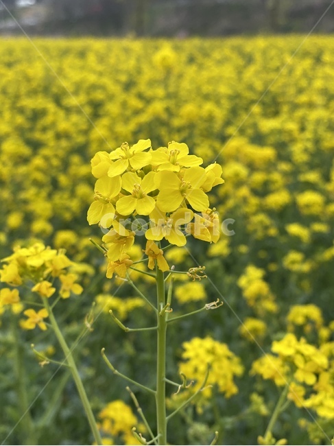 유채꽃,꽃,봄,spring,rapeblossoms,봄풍경