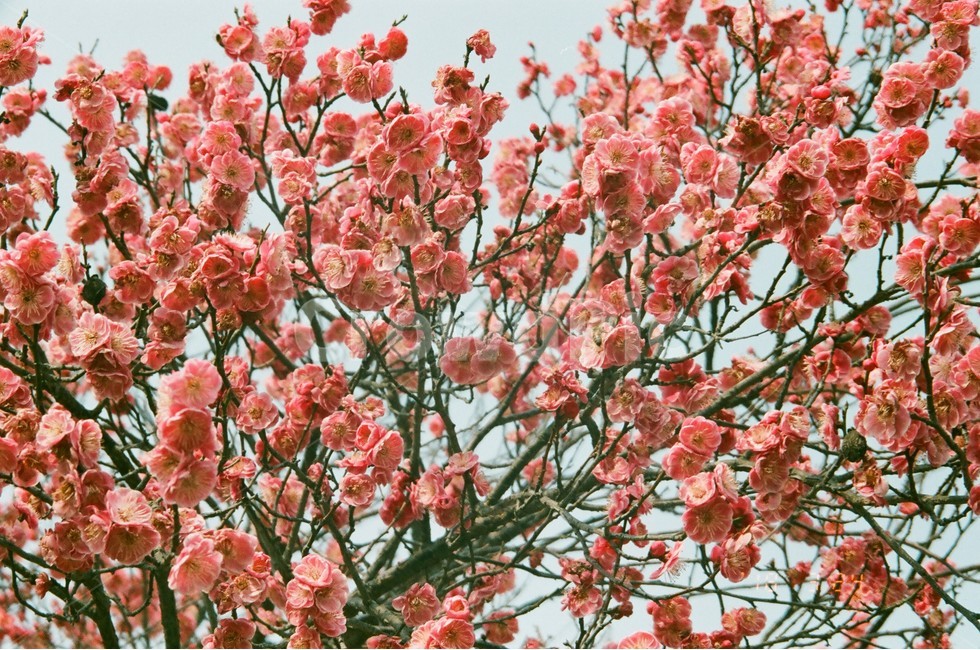 매화,홍매화,꽃,필름카메라,감성,필카,봄,나무,자연,풍경,spring,flower,봄,계절,spring,season,식물,자연,plants,nature,꽃,flower,감성,sensible,feeling,plant,blossom