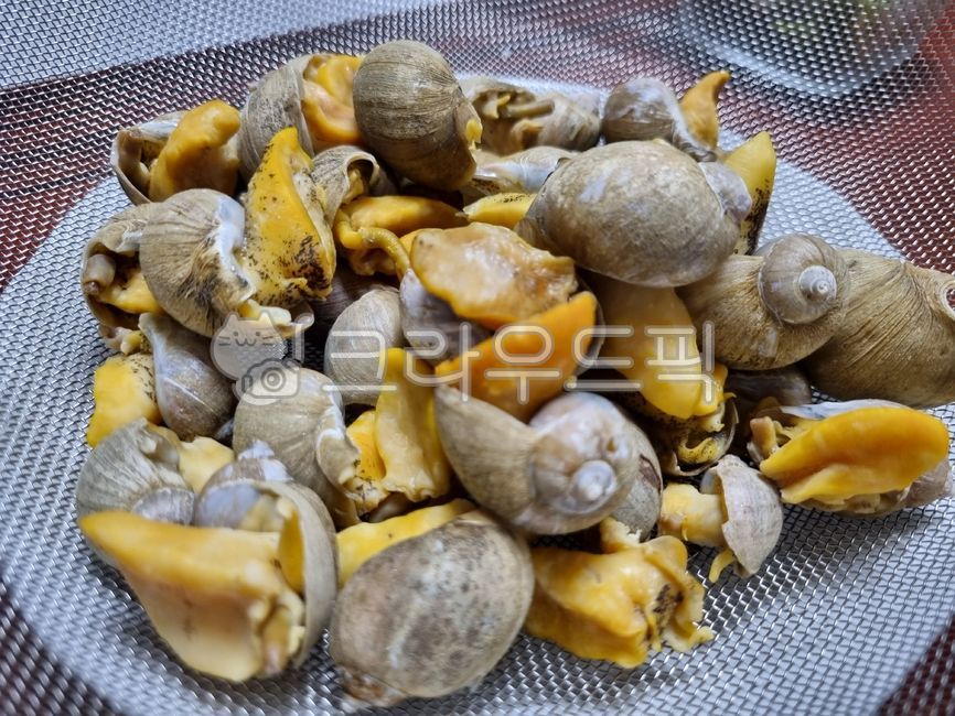 conch,snail,seashell,turbanshell,clamshell,sea snail,cookingmaterial,seasnail,Whitenecked guy,Food Ingredients,escargot,ingredients,foodmaterial,seafood,beating,spiralshellfish,Whelk,cooking ingredients,food,shellfish,shell,seafoodproducts,clam,topshell,f