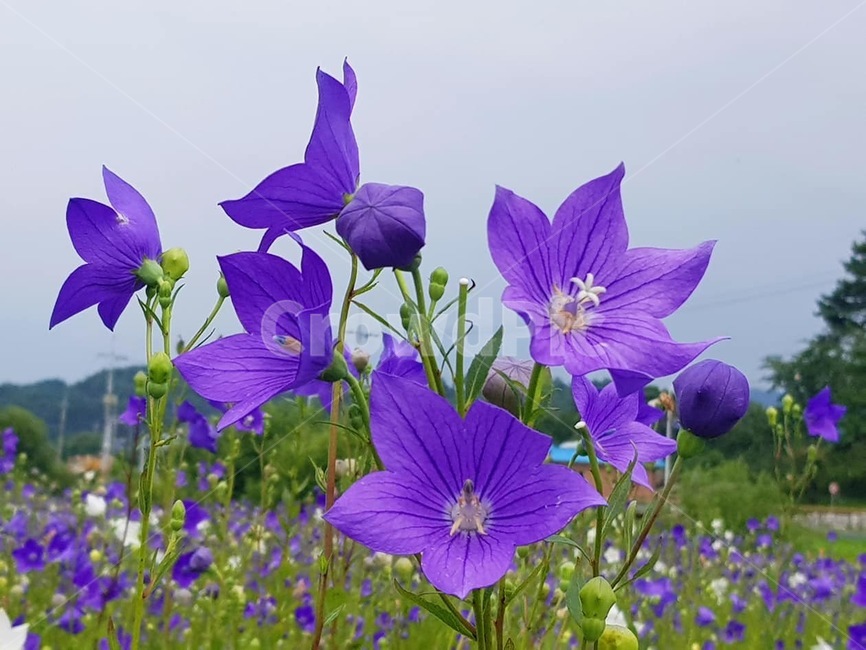 꽃,도라지꽃,보라색,벌,자연,식물,자연,plants,nature,꽃,flower