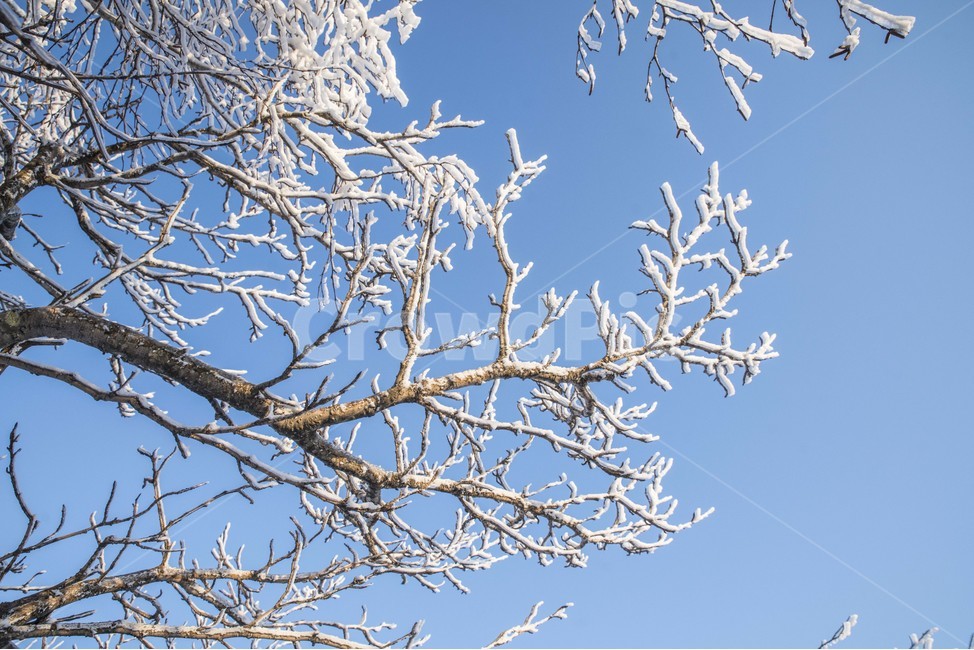 겨울,상고대,눈꽃,설산,태백산,겨울,계절,winter,season,식물,자연,plants,nature,나무,trees,wood