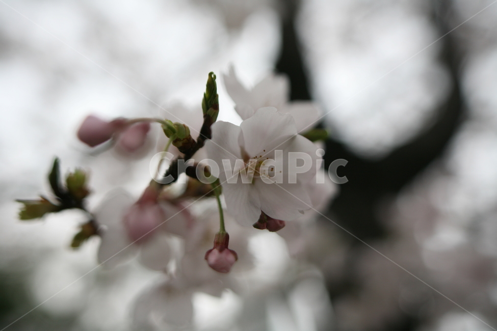벚꽃,꽃잎,나무,봄,꽃,plant,식물,blossom,flower,식물,자연,plants,nature,꽃,flower