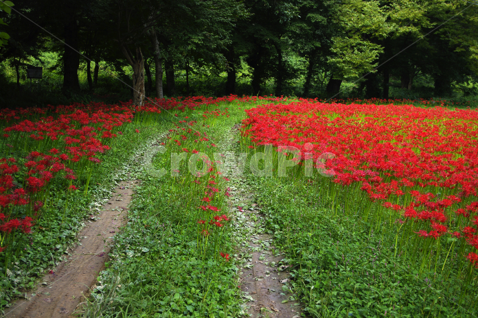 꽃무릇,꽃밭,숲,color,flower,자연,풍경,nature,landscape,식물,plants,꽃,flower,ground,바닥