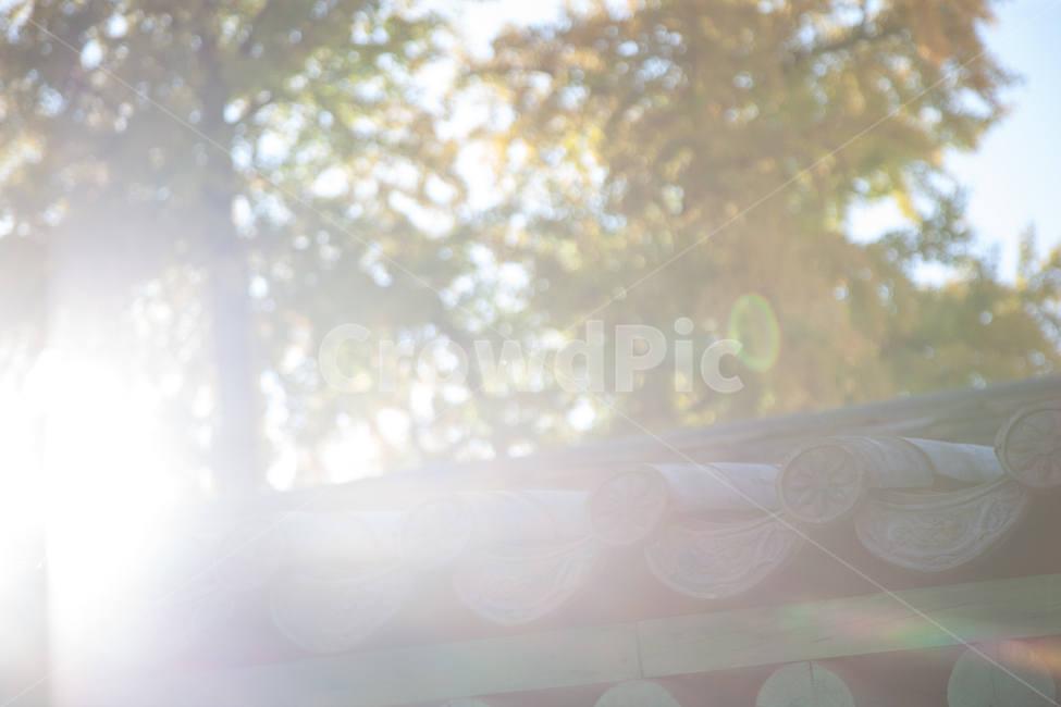 은행나무,은행잎,역광,빛,태양,가을,풍경,가을,계절,fall,autumn,season,light,flare,플레어
