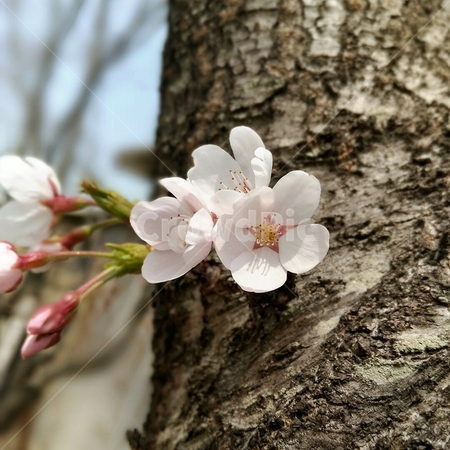 봄,꽃,벗꽃,핑크,봄꽃,봄,계절,spring,season,식물,자연,plants,nature,꽃,flower,plant