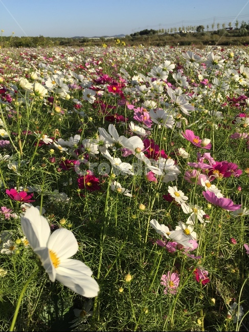 식물,꽃,가을,코스모스,cosmos,flower,가을,계절,fall,autumn,season,꽃,flower,plant