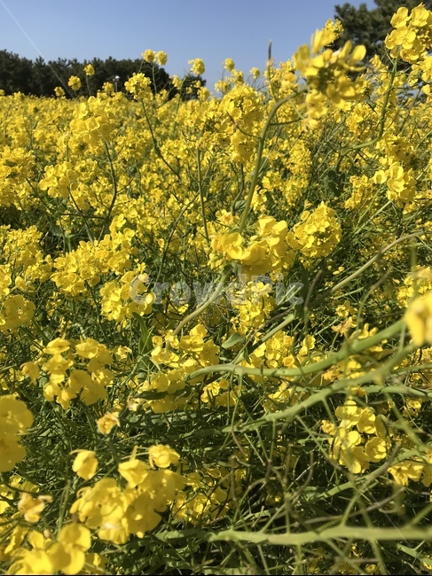 field,들,plant,식물,유채꽃,봄,제주도,노랑,자연,꽃,식물,자연,plants,nature,꽃,flower