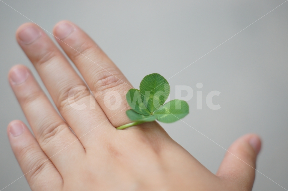 행운,네잎클로버,손,감정,럭키,식물,자연,plants,nature,사람,인물,인간,human,person,신체일부,몸,body,어린이,어린아이,child,children,kid