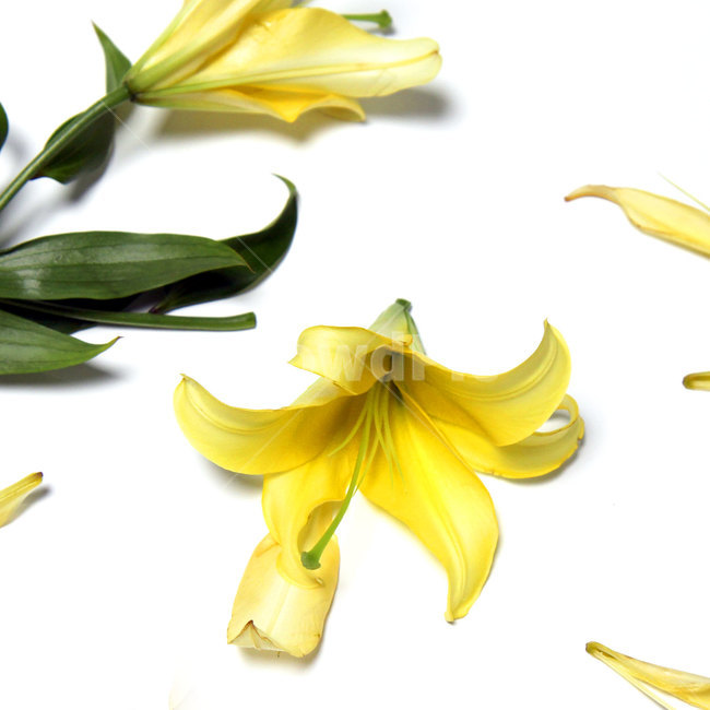 백합,꽃,노랑,yellow,lily