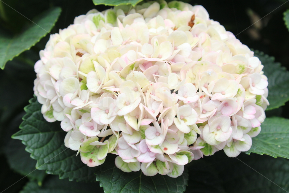 제주도,수국,하얀수국,핑크수국,아름다운수국,식물,자연,plants,nature,꽃,flower