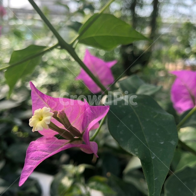 자연,꽃,분홍꽃,식물원,식물,식물,자연,plants,nature,꽃,flower