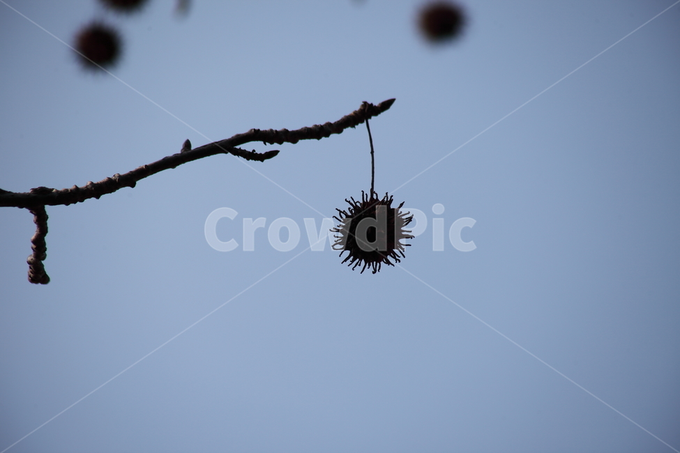 열매,씨앗,식물,seed,plant,식물,자연,plants,nature,실루엣,그림자,silhouette,shadow,과일,열매,fruit