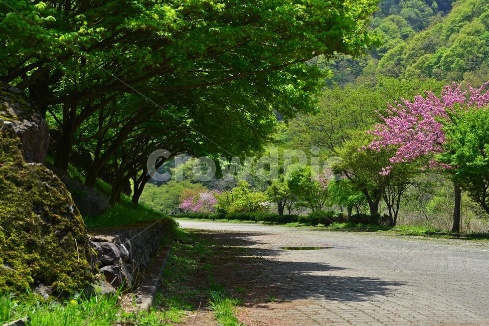 garden,정원,장성,백양사,봄,계절,연두색,outdoors,옥외,nature,자연,plant,식물,blossom,flower,꽃,왕벚꽃,벚꽃