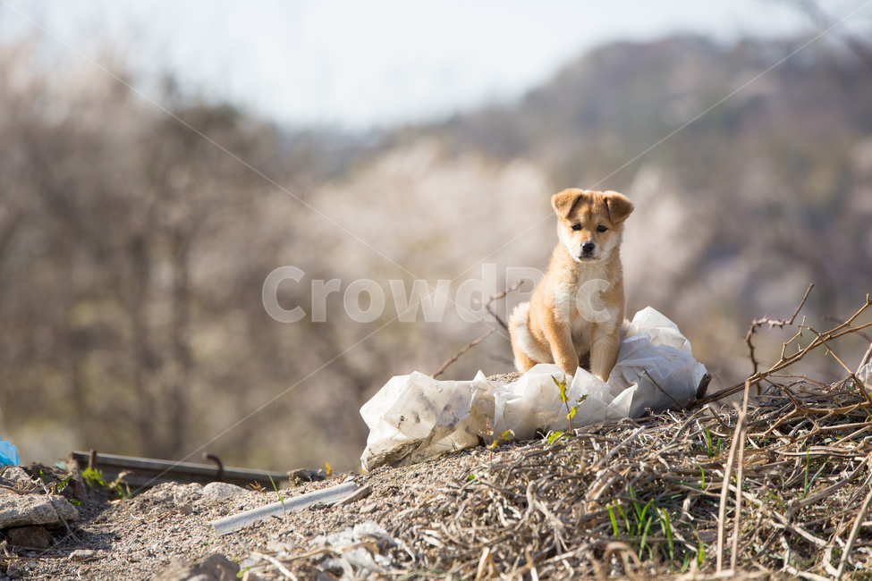 강아지,개,동물,dog,animal,포유류,pet,동물,animal,포유류,mammal,개,강아지,dog,doggy